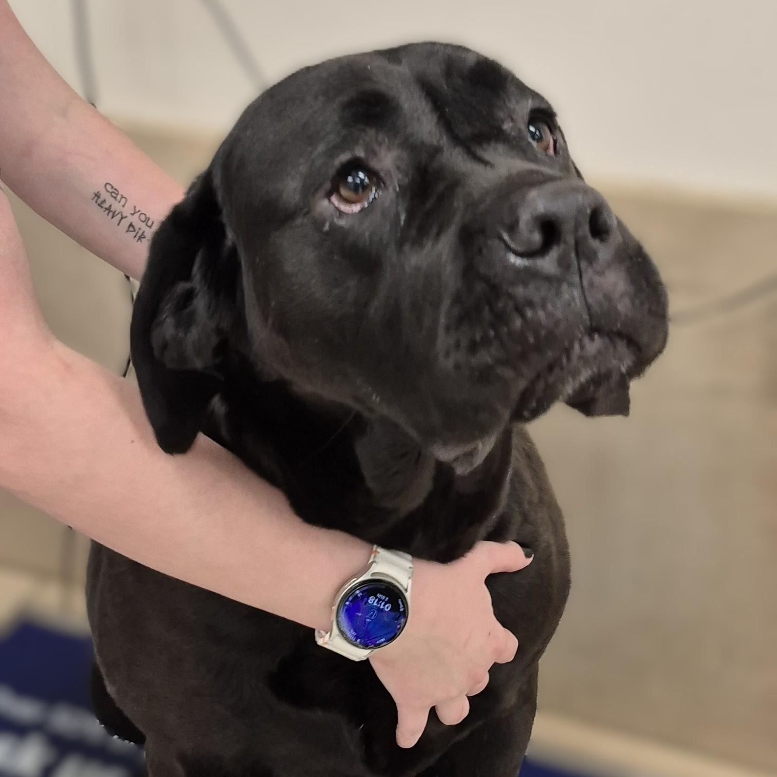 Evie, Adoptable, Adult Female Cane Corso.