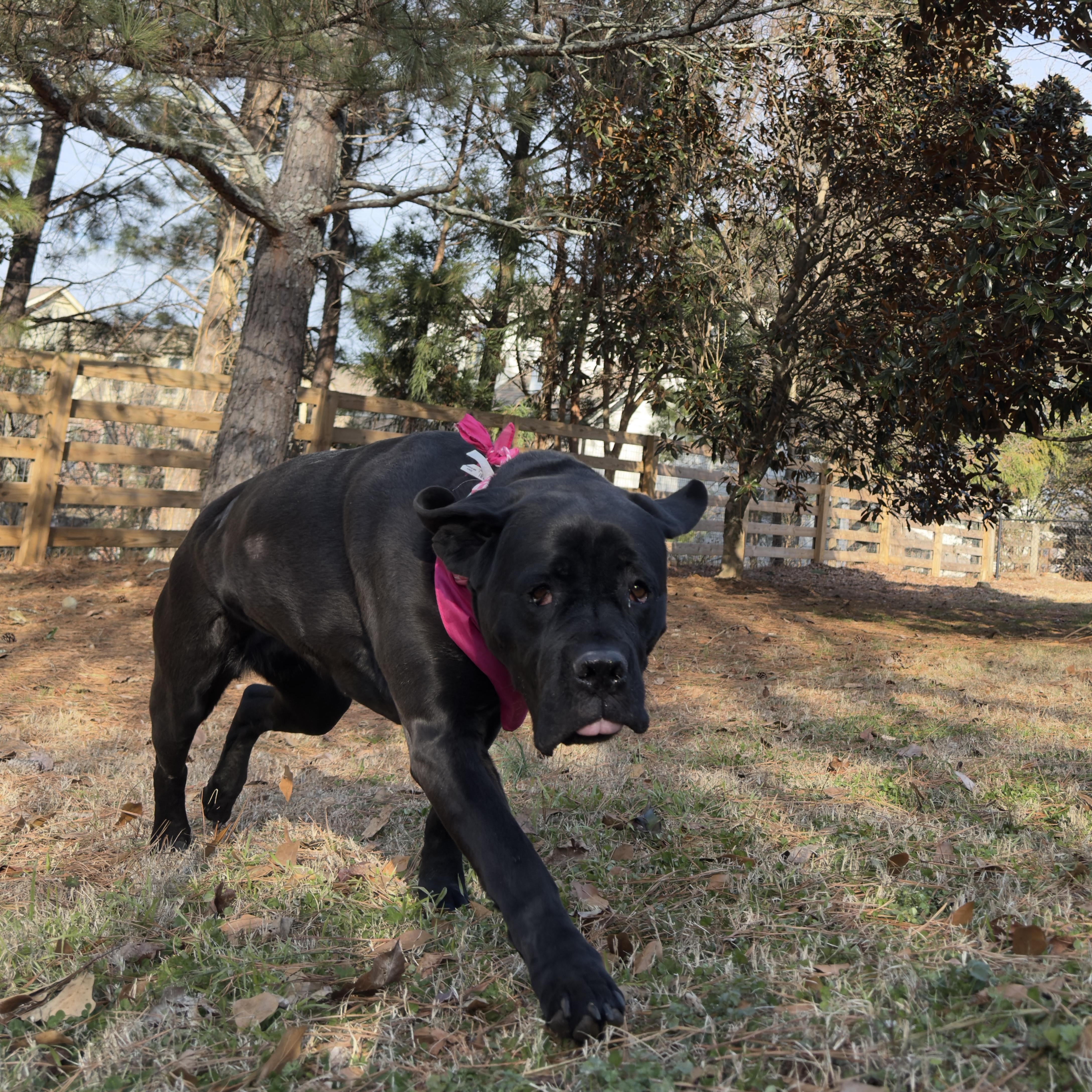 Evie ~~ VISIT ME AT CRABAPPLE KNOLL, a Adoptable Cane Corso in Alpharetta, GA image 1/6