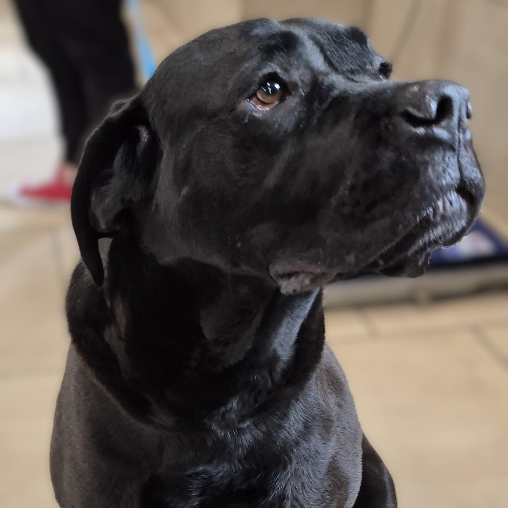 Evie, a Adoptable Cane Corso in Alpharetta, GA image 2/6