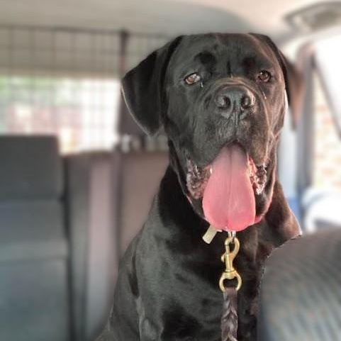 Enlarge Evie ~~ VISIT ME AT CRABAPPLE KNOLL, a Adoptable Cane Corso in Alpharetta, GA image 1/6