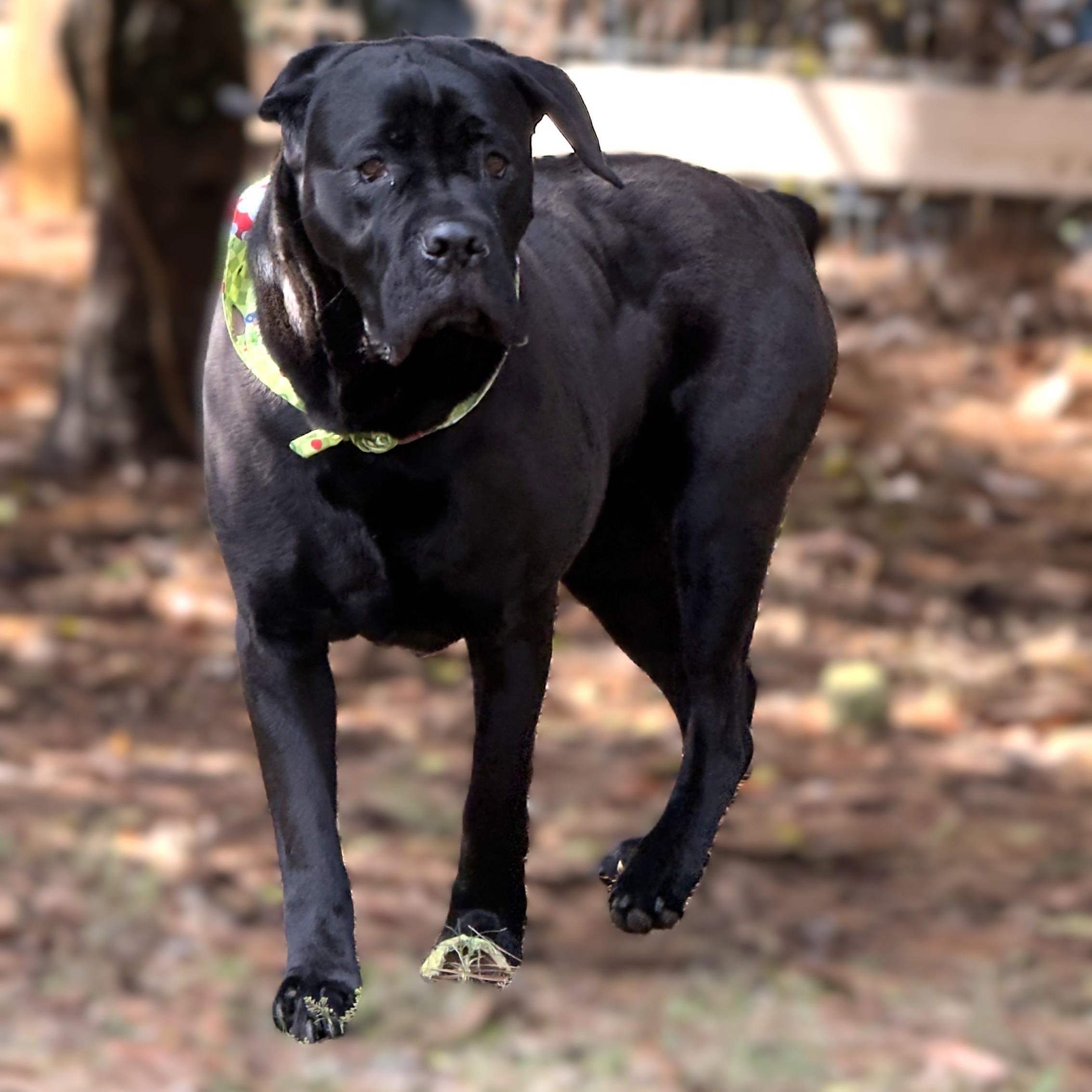 Evie, a Adoptable Cane Corso in Alpharetta, GA image 1/6