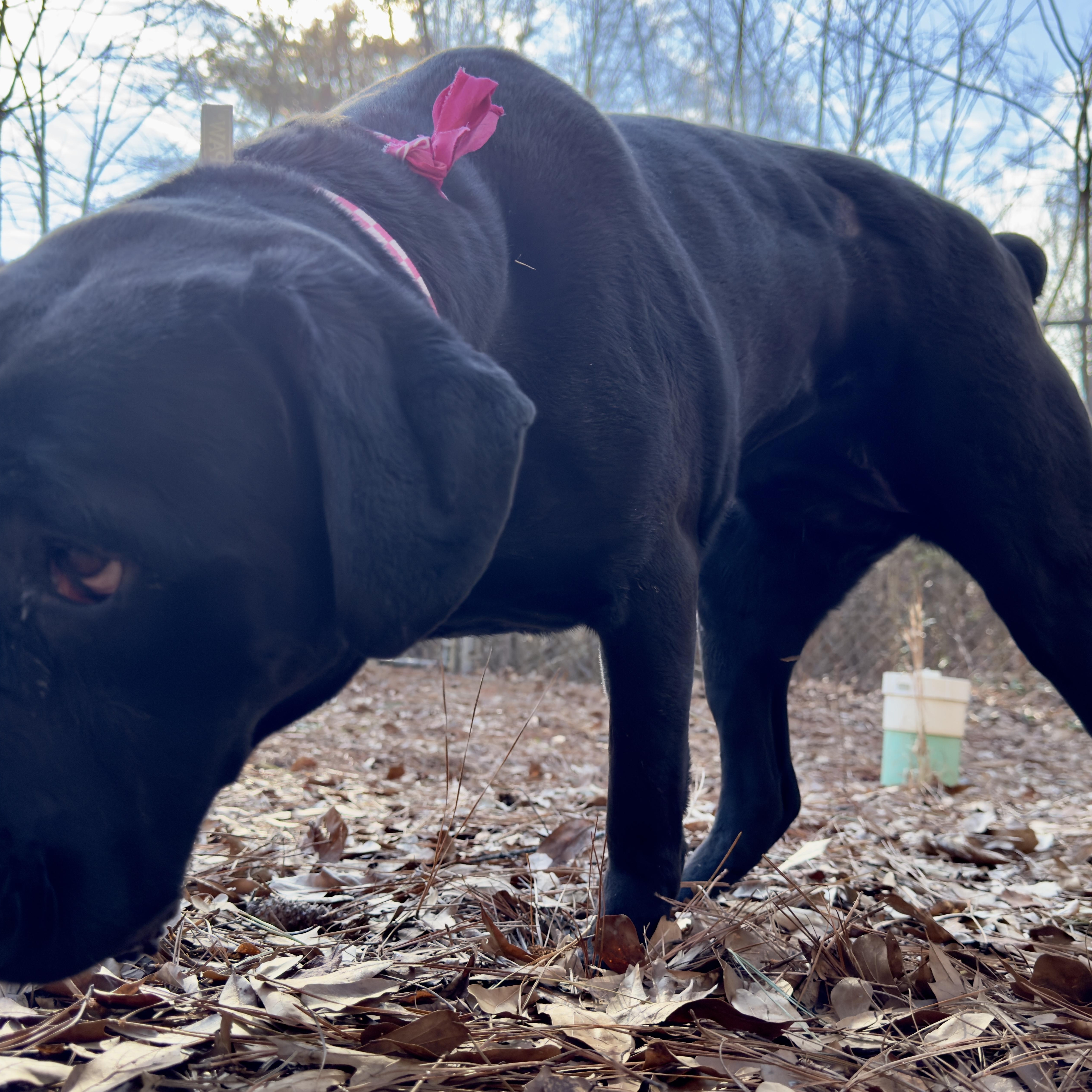Evie ~~ VISIT ME AT CRABAPPLE KNOLL, a Adoptable Cane Corso in Alpharetta, GA image 2/6