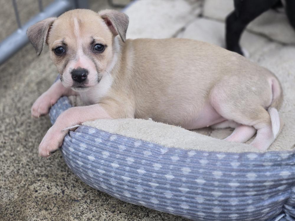 Patsy, Adoptable, Puppy Female Rat Terrier & Chihuahua.