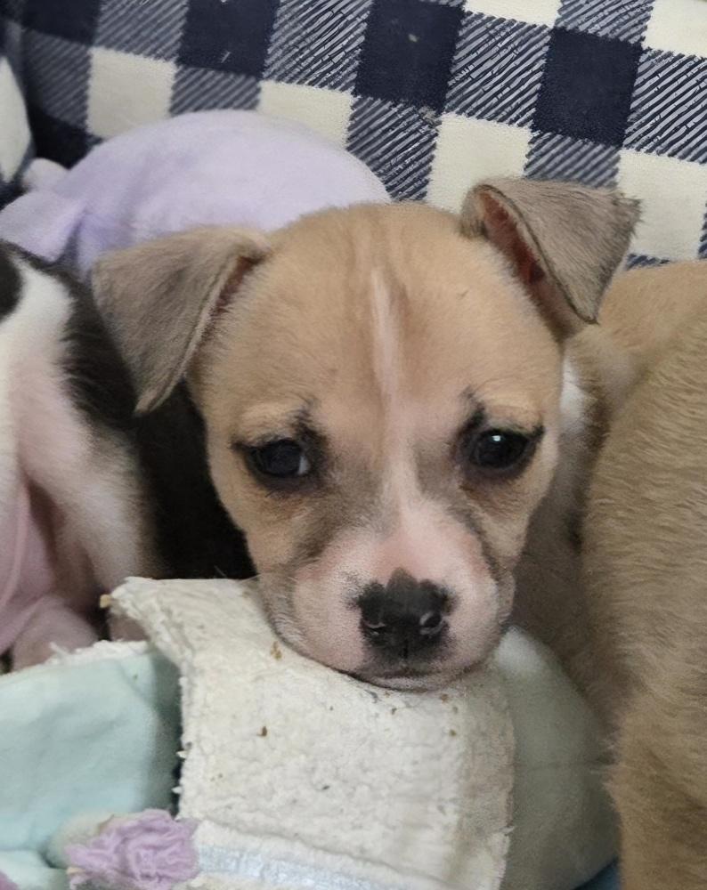Patsy, Adoptable, Puppy Female Rat Terrier & Chihuahua.