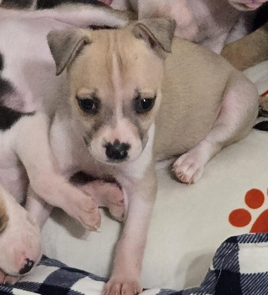Enlarge Patsy, a Adoptable mixed breed in Bend, OR image 2/5