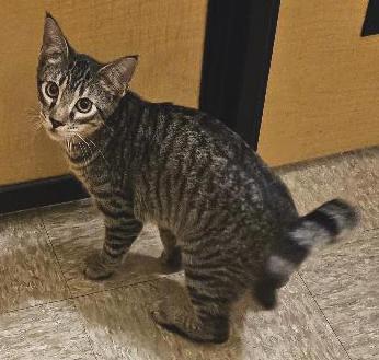Enlarge Guster, a Adoptable Tabby in Tulsa, OK image 1/3
