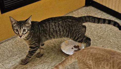 Enlarge Guster, a Adoptable Tabby in Tulsa, OK image 3/3