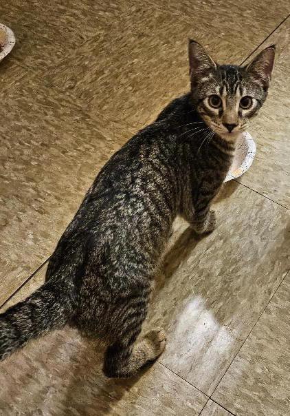 Enlarge Guster, a Adoptable Tabby in Tulsa, OK image 2/3
