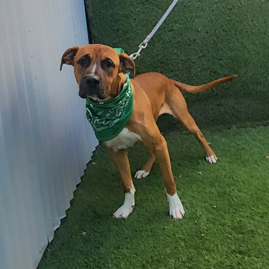 Scampi — thumbnail 4