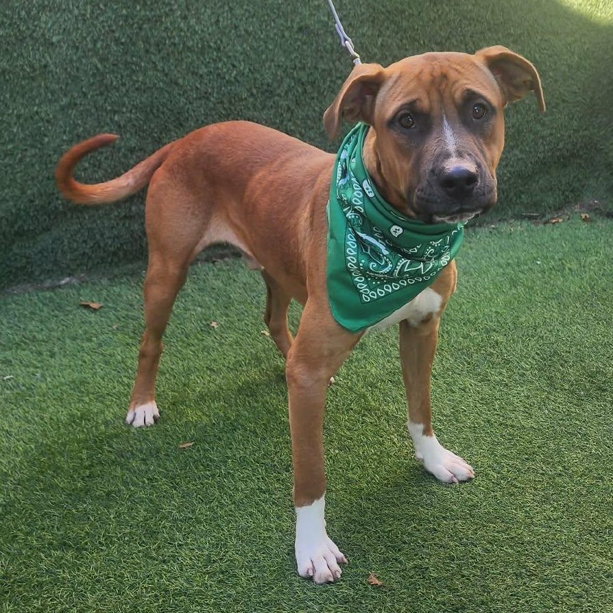 Scampi — thumbnail 5