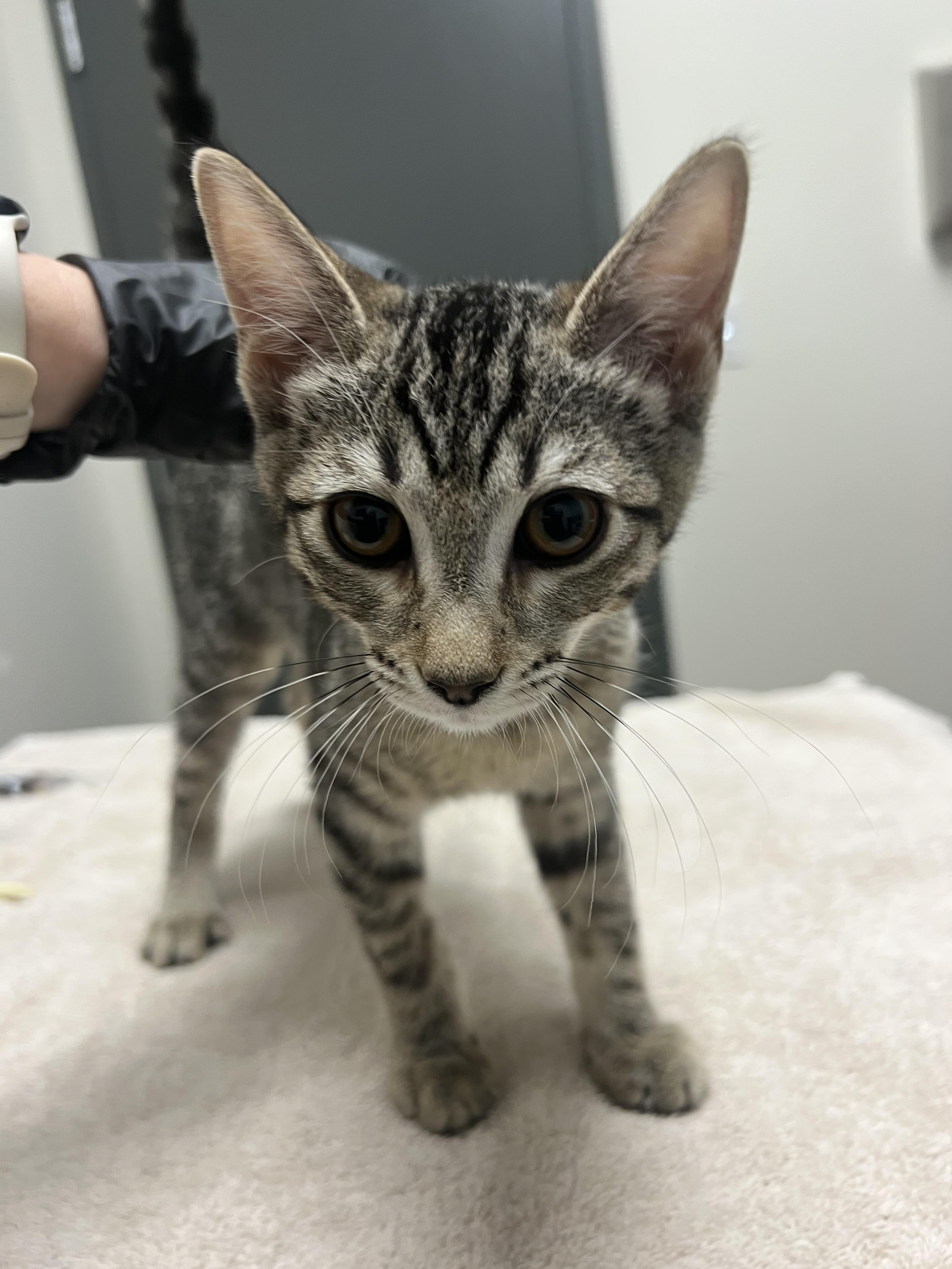 Morticia, Adoptable, Kitten Female Domestic Short Hair.
