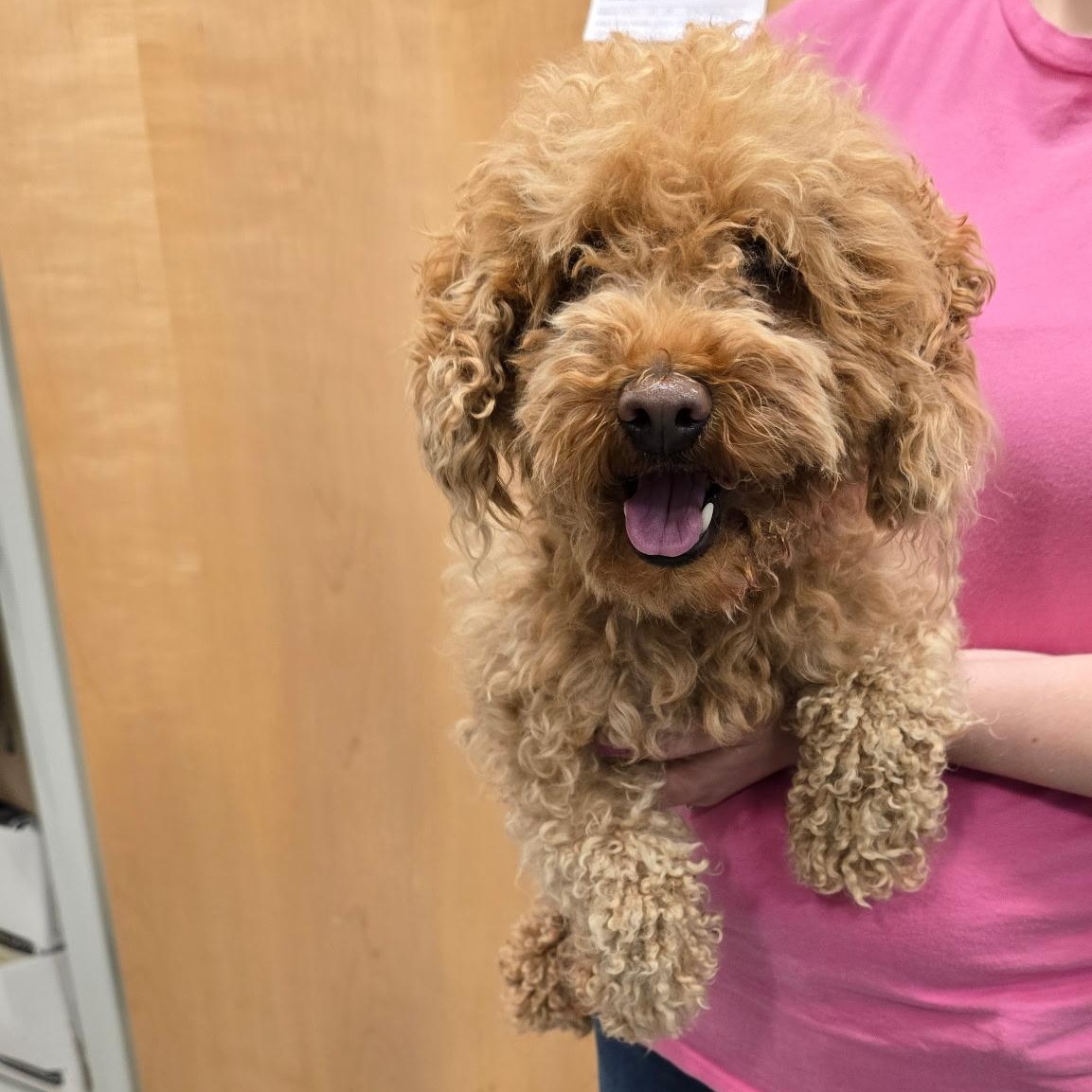 26-193, adopted, Adult Male Poodle (Toy).