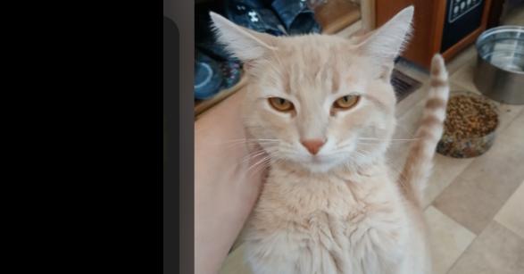 Patrick, Adoptable, Kitten Male Domestic Short Hair.