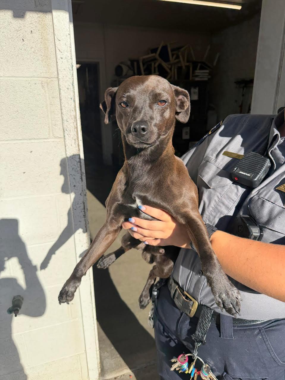Finn, adopted, Adult Male Chihuahua.