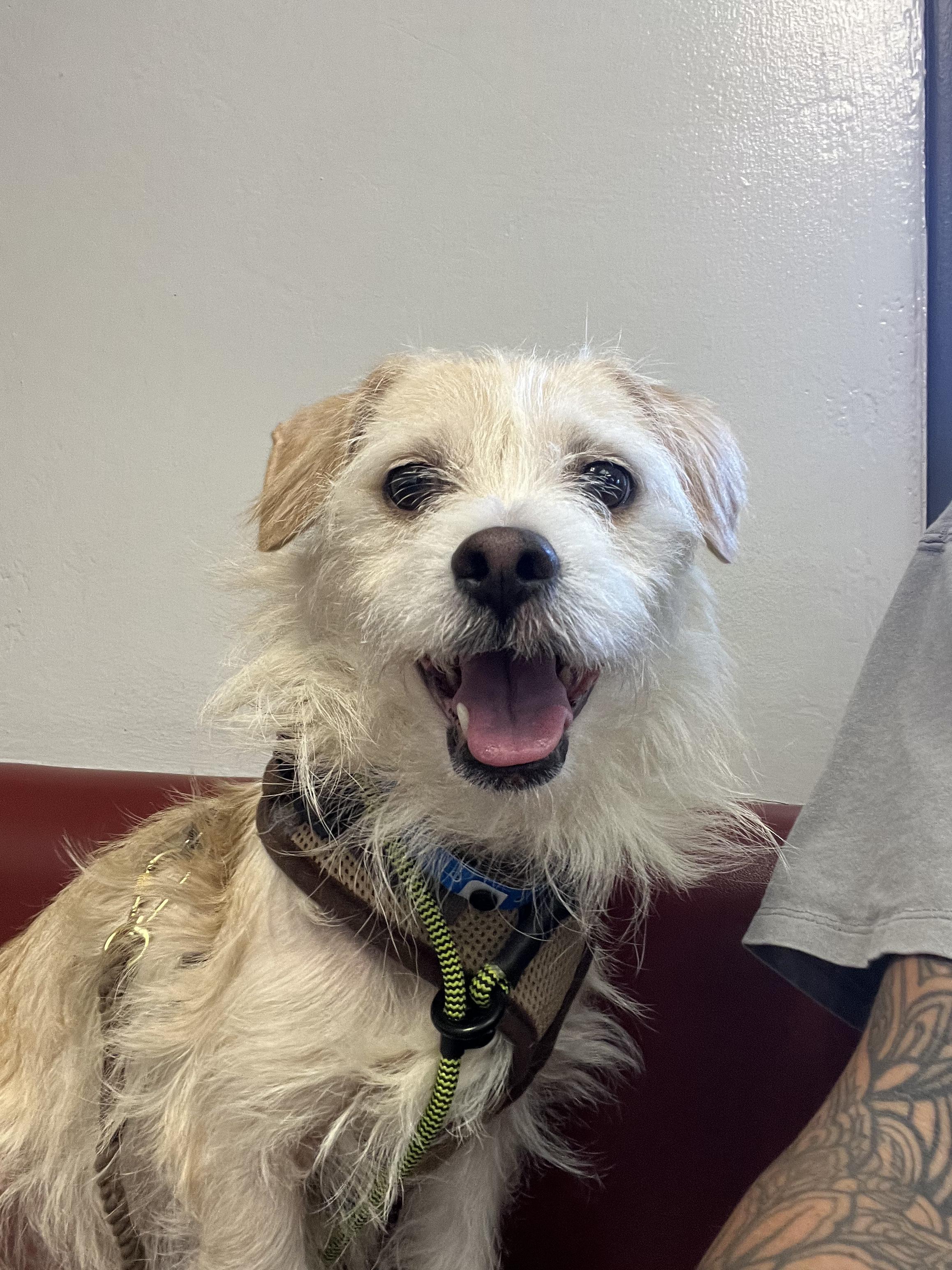 Rocky, Adoptable, Young Male Border Terrier & Terrier.