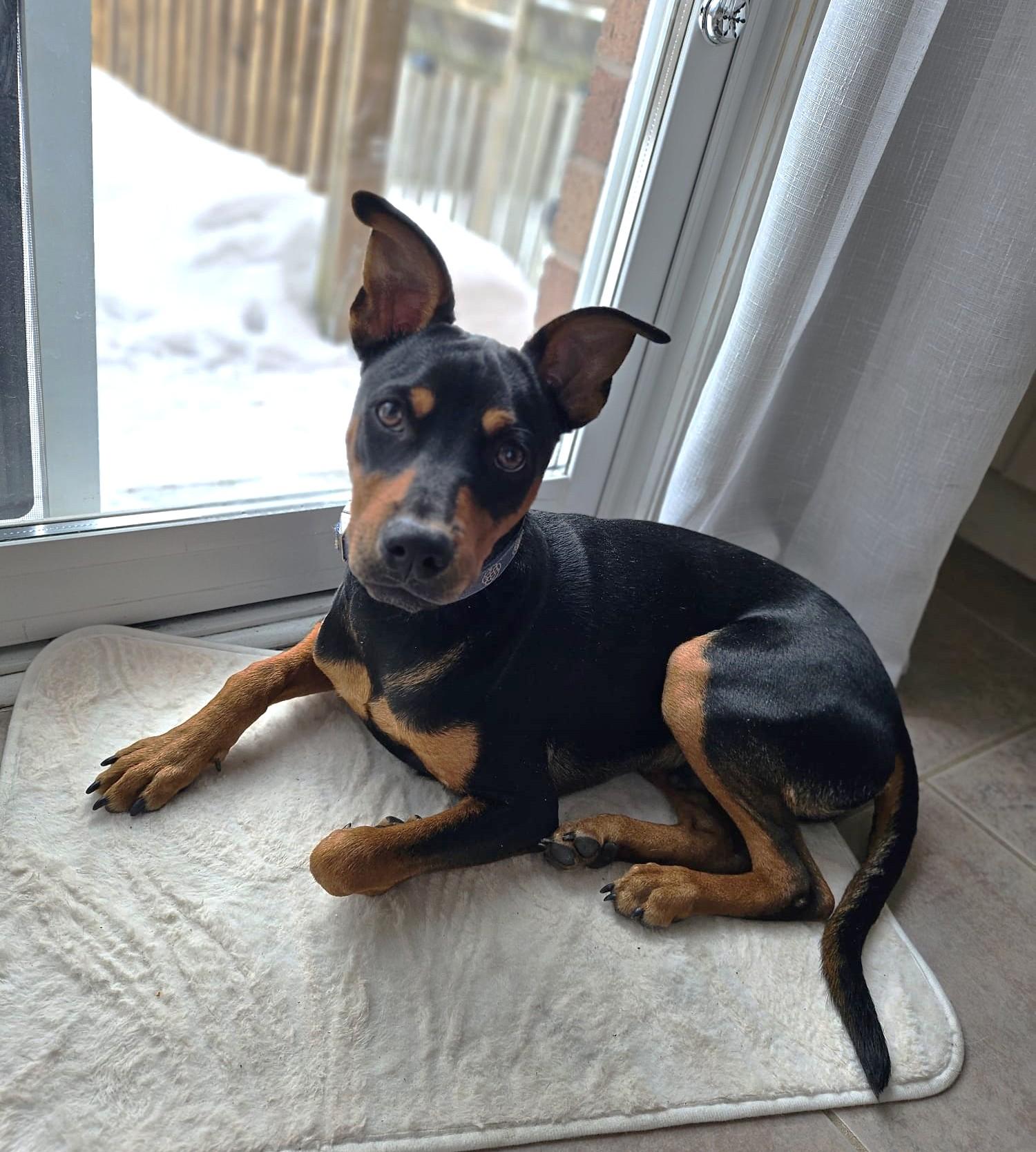 Enlarge Taylor, a ADOPTABLE Mixed Breed in Mississauga, ON image 3/6