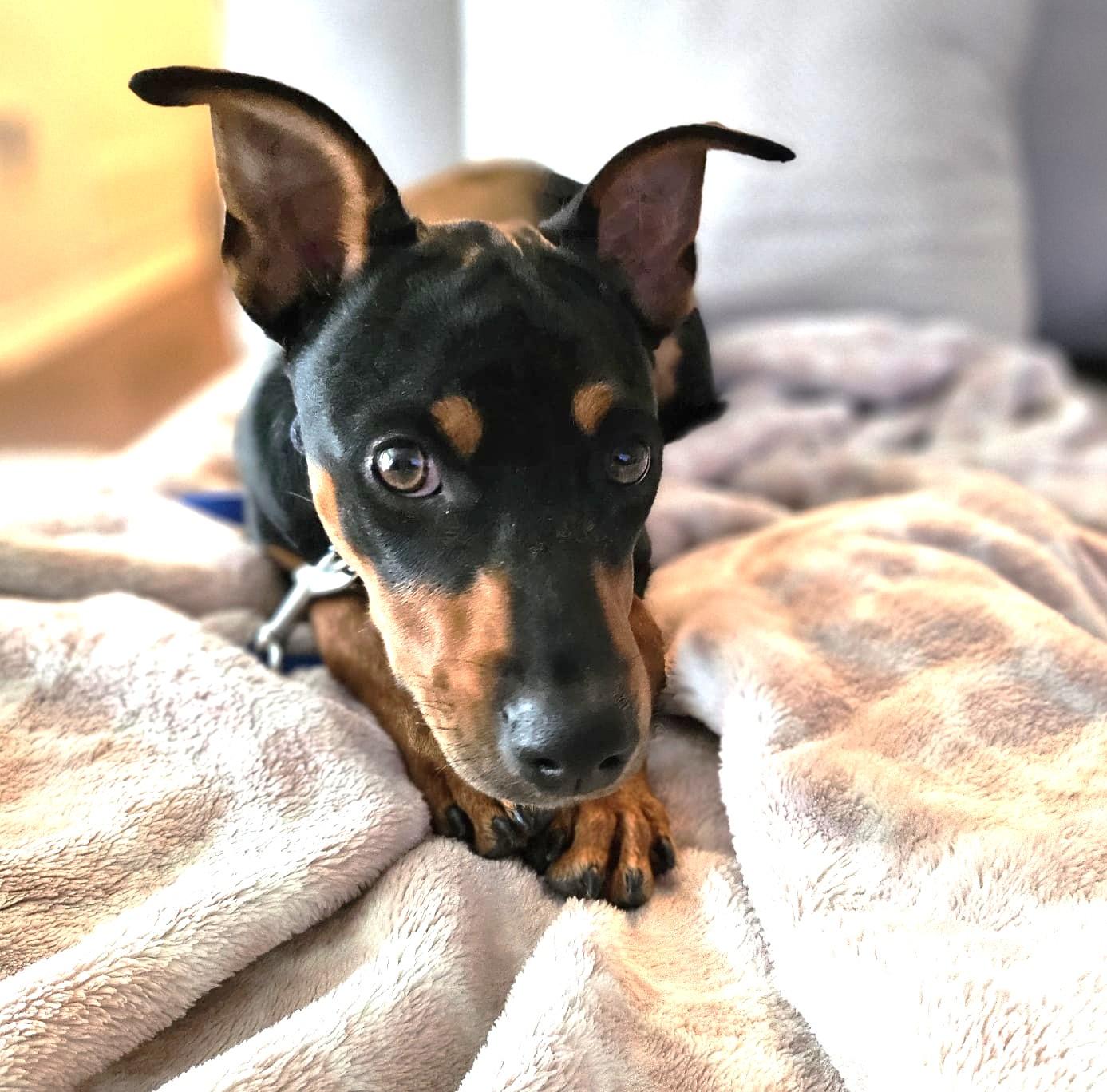 Enlarge Taylor, a ADOPTABLE Mixed Breed in Mississauga, ON image 4/6