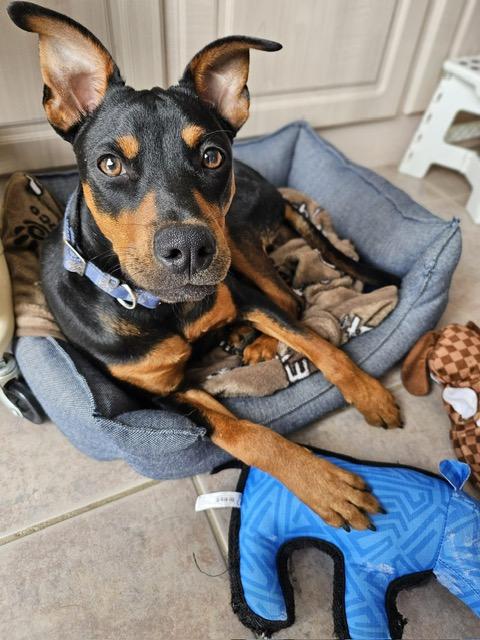 Enlarge Taylor, a ADOPTABLE Mixed Breed in Mississauga, ON image 1/6