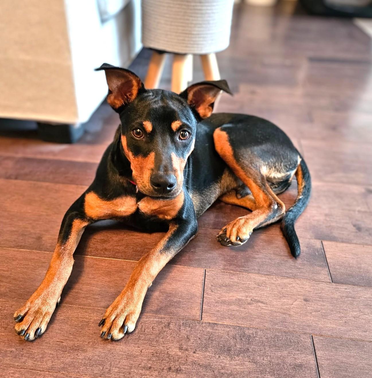 Enlarge Taylor, a ADOPTABLE Mixed Breed in Mississauga, ON image 5/6