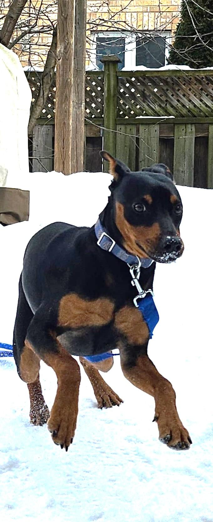 Enlarge Taylor, a ADOPTABLE Mixed Breed in Mississauga, ON image 2/6