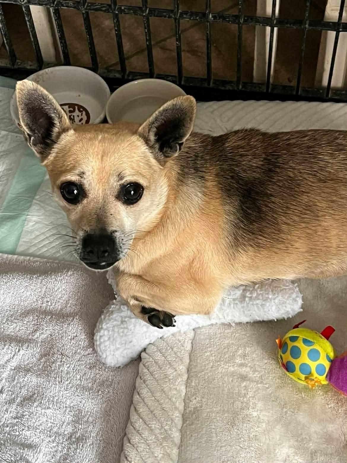 Sammy, Adoptable, Adult Male Chihuahua.