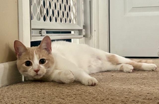 Enlarge Lainey, an adoptable mixed breed in Minneapolis, MN image 3/3