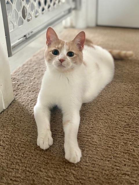 Lainey, adoptable, Kitten Female Domestic Short Hair.