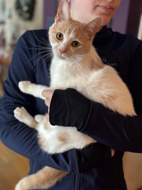 Enlarge Lainey, an adoptable mixed breed in Minneapolis, MN image 2/3