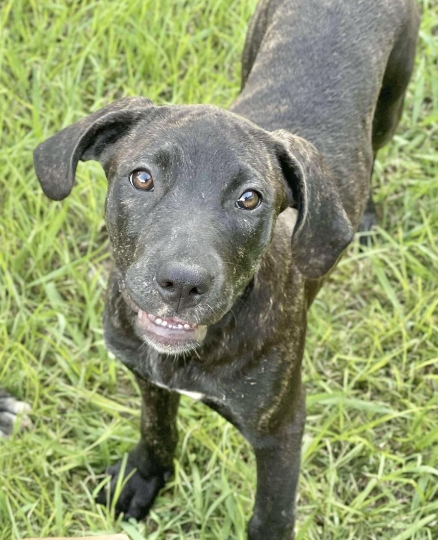 Penelope, Baby Female Catahoula Leopard Dog