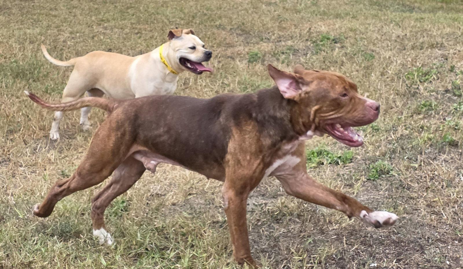 Lucius fka Shuppo, Adoptable, Adult Male Mastiff & Staffordshire Bull Terrier.