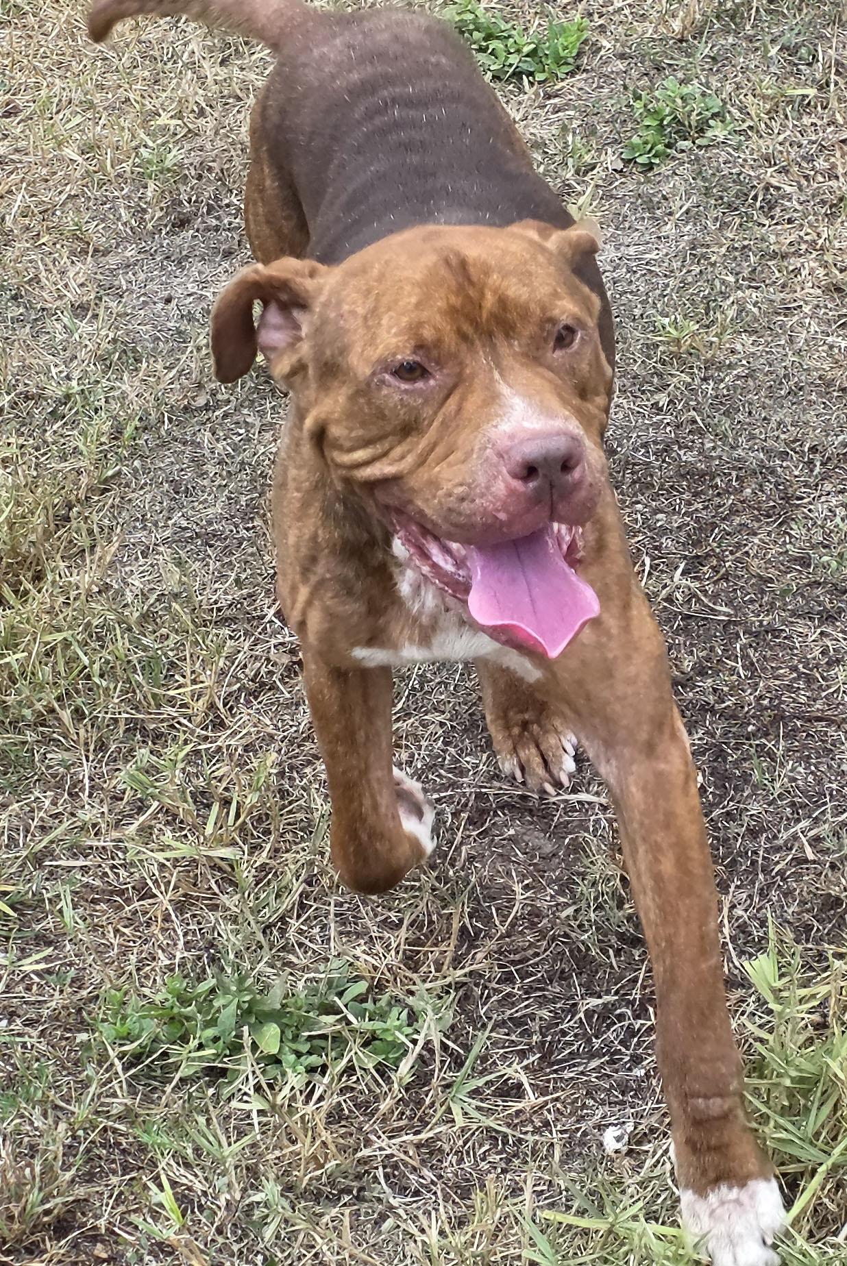 Enlarge Lucius fka Shuppo, a Adoptable mixed breed in Houston, TX image 2/3