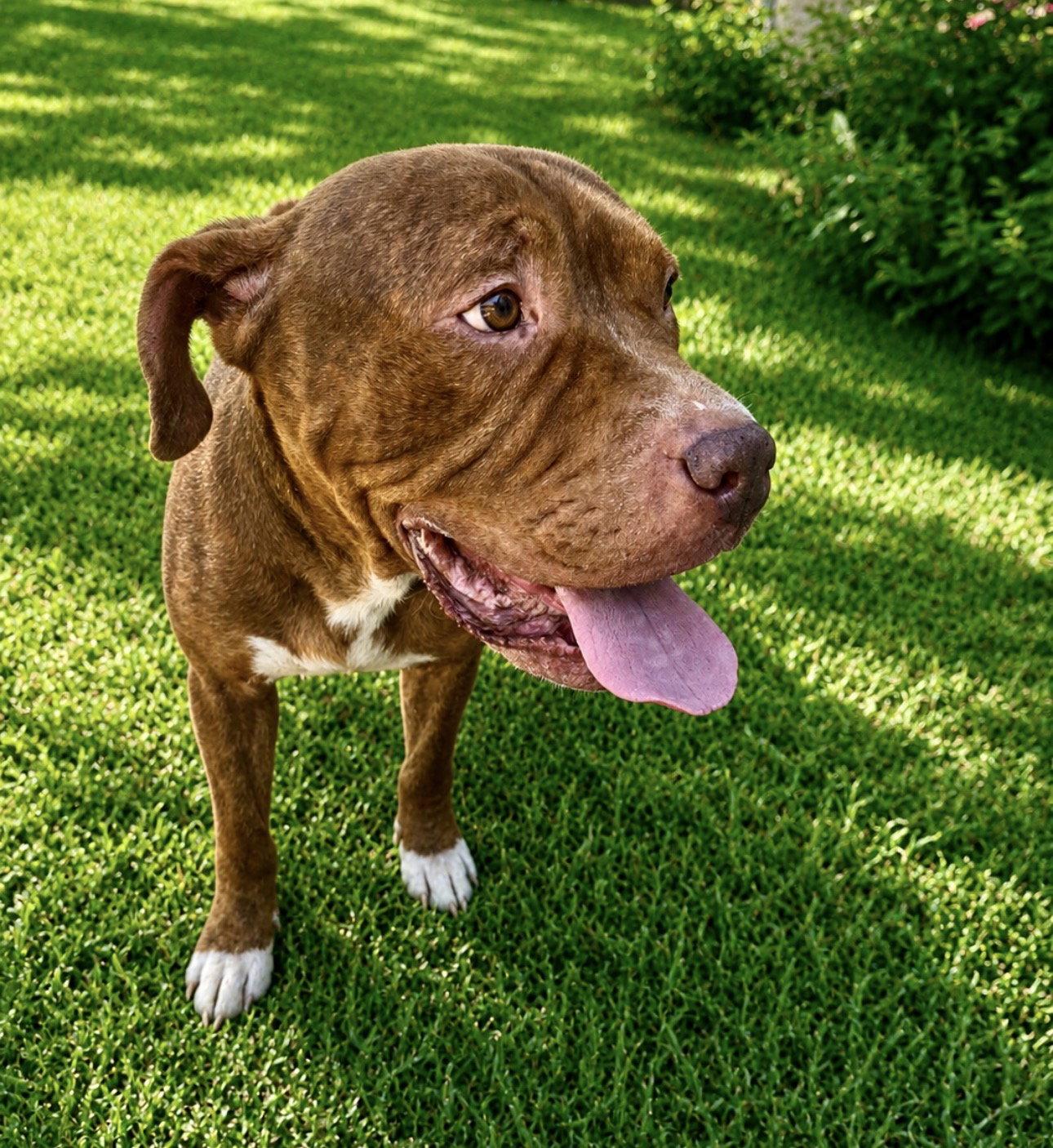 Enlarge Lucius fka Shuppo, a Adoptable mixed breed in Houston, TX image 3/3