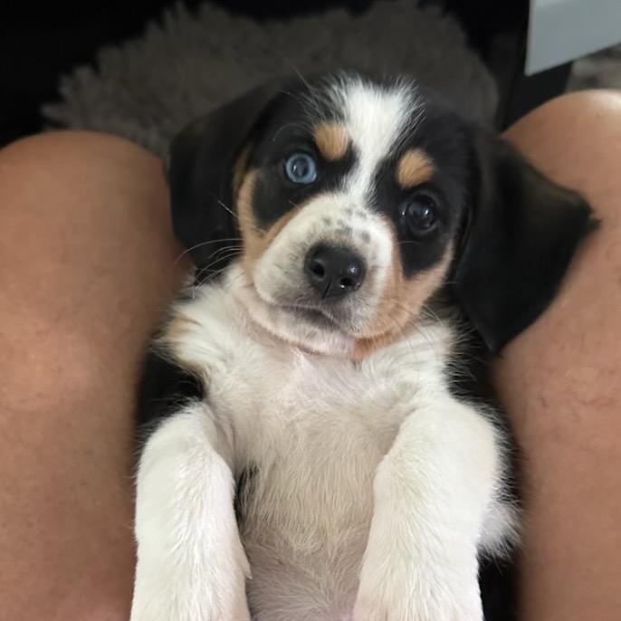 Freya