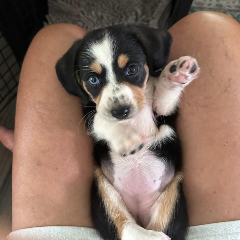 Freya