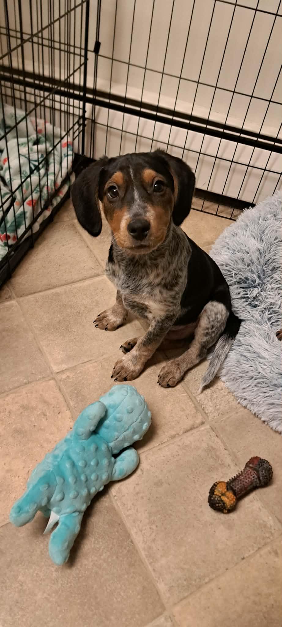 ADVENT, Adopted, Young Male Bluetick Coonhound.
