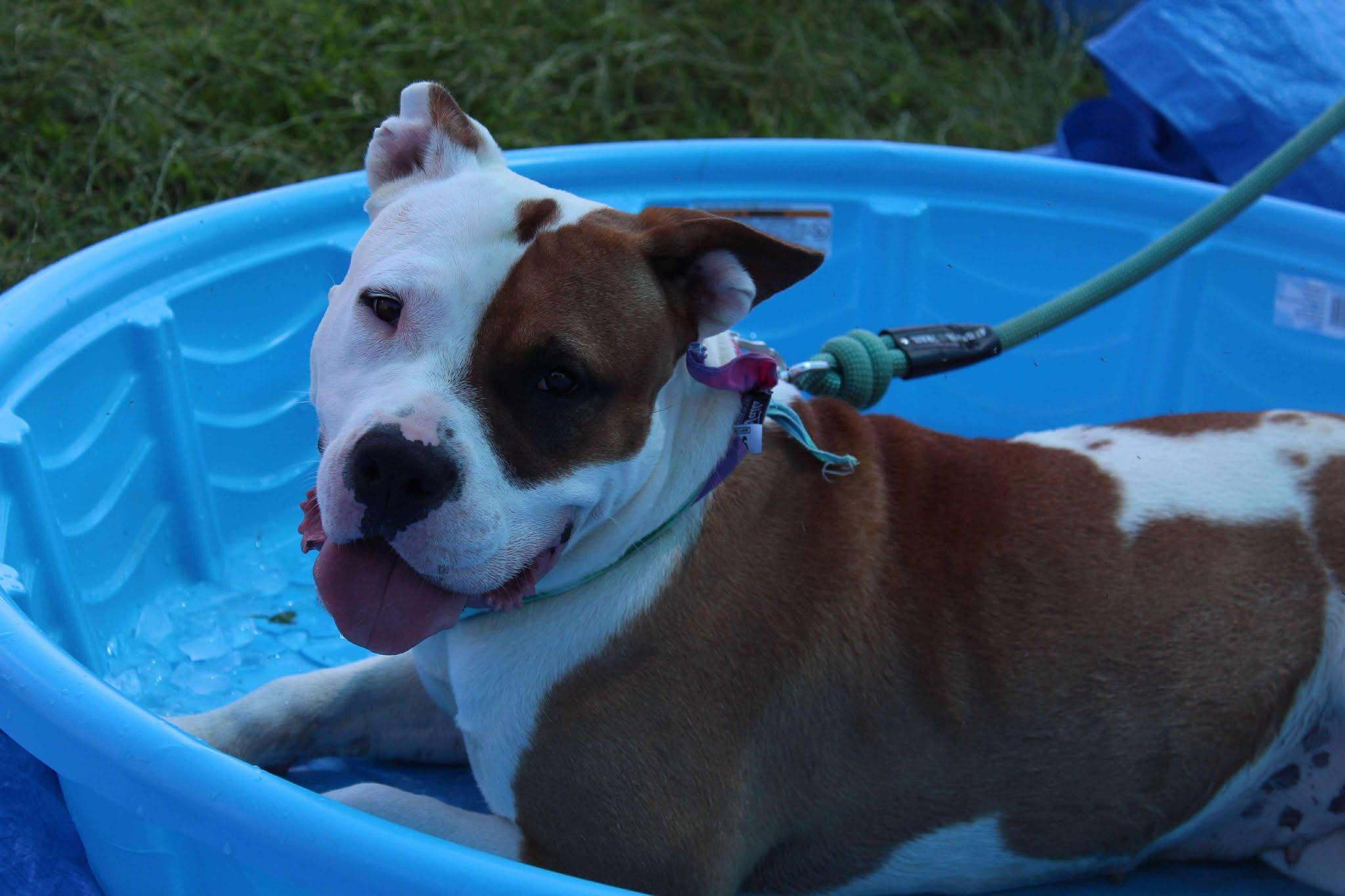 Akia, Adoptable, Adult Female Mixed Breed.