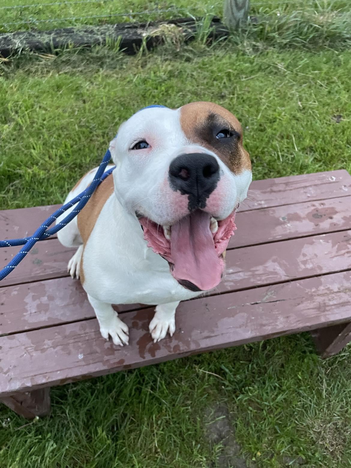 Akia, Adoptable, Adult Female Mixed Breed.