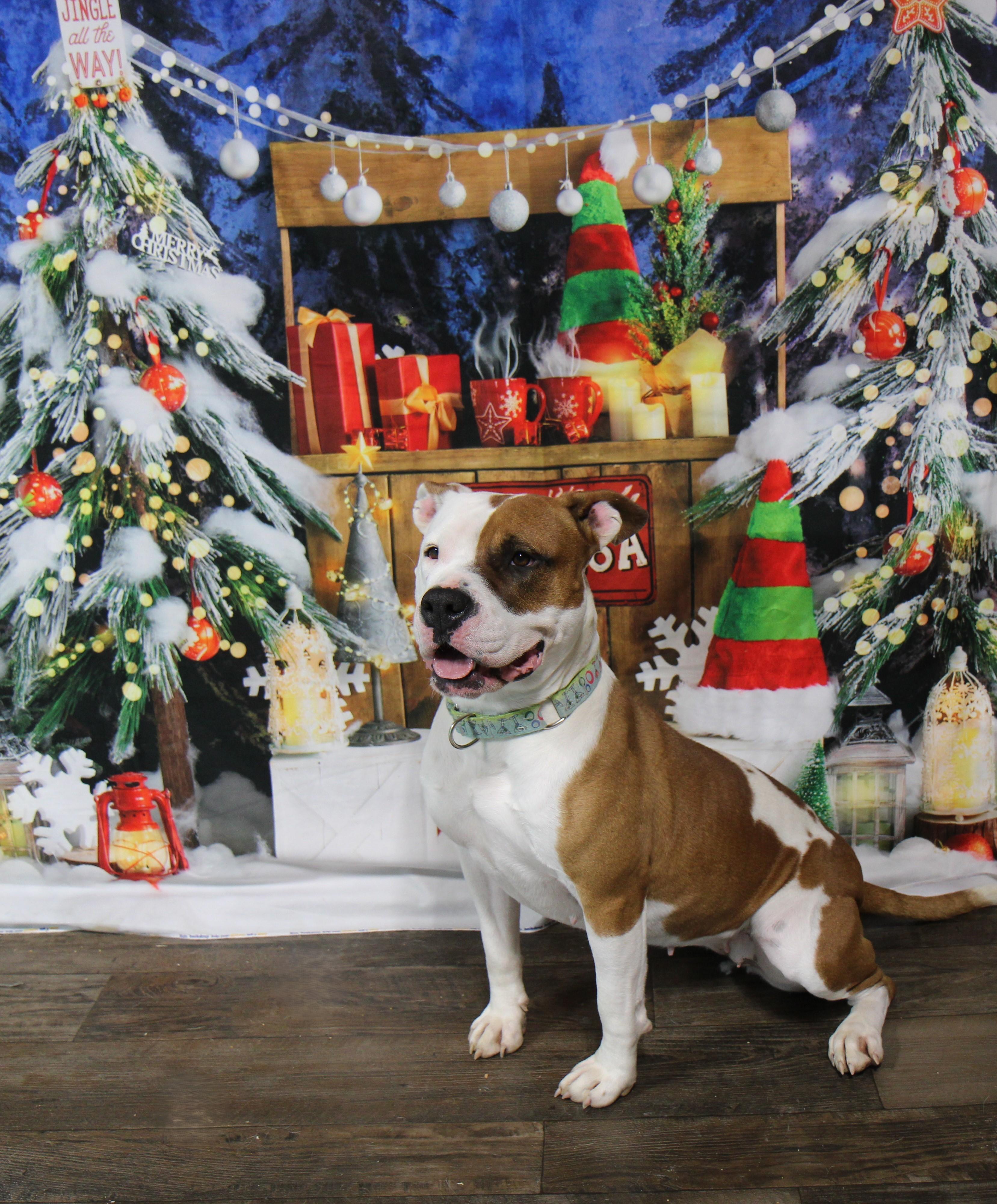 Enlarge Akia, a Adoptable Mixed Breed in Plain City, OH image 1/6