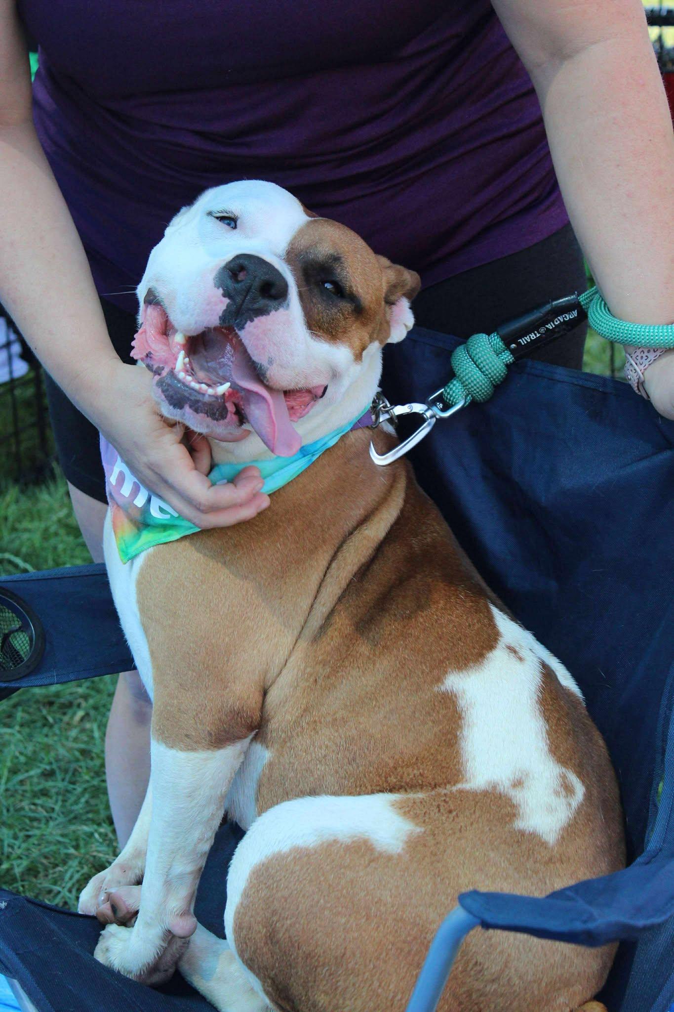 Enlarge Akia, a Adoptable Mixed Breed in Plain City, OH image 2/6