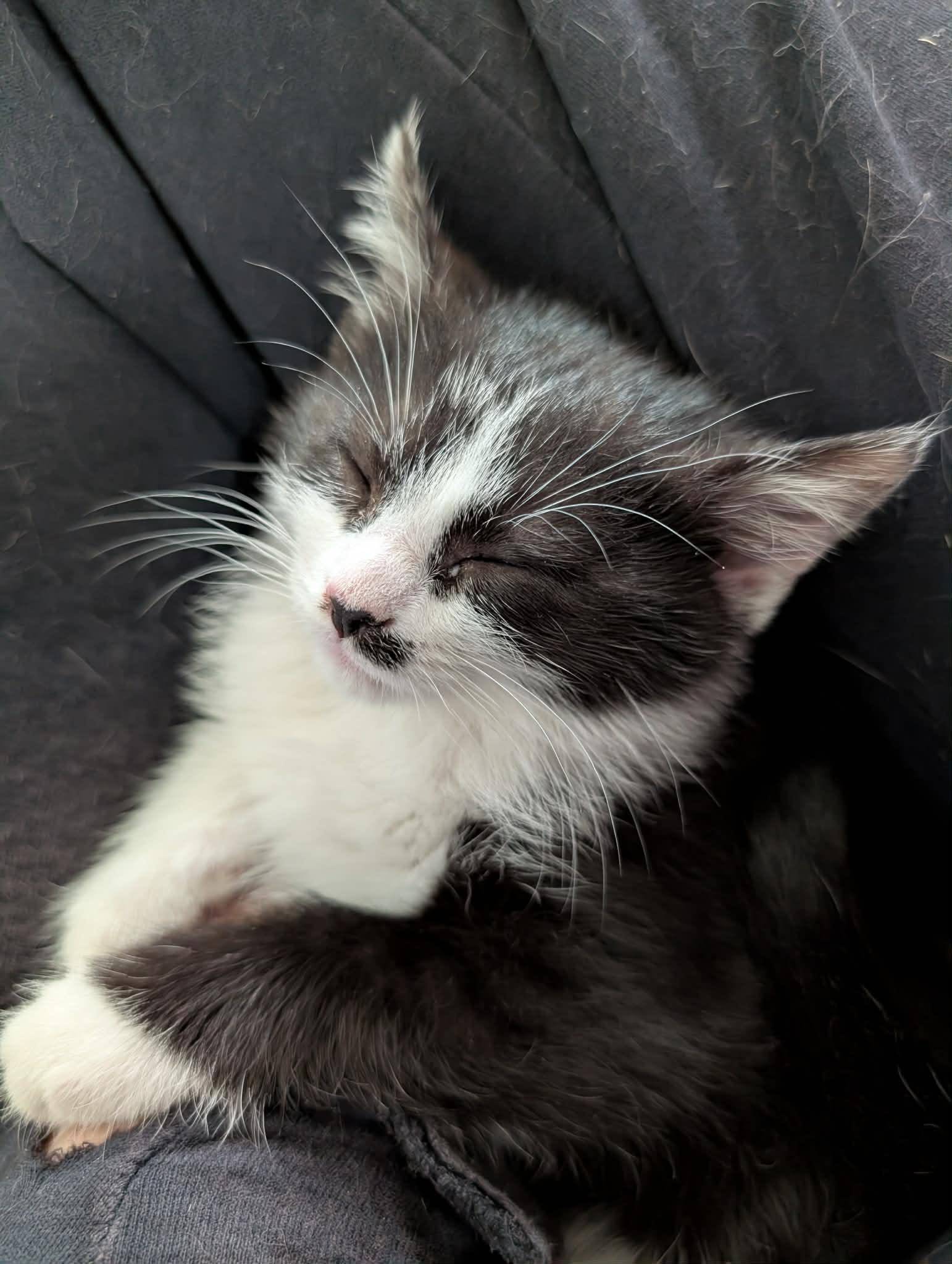 Gimli, ADOPTABLE, Kitten Female Domestic Short Hair.