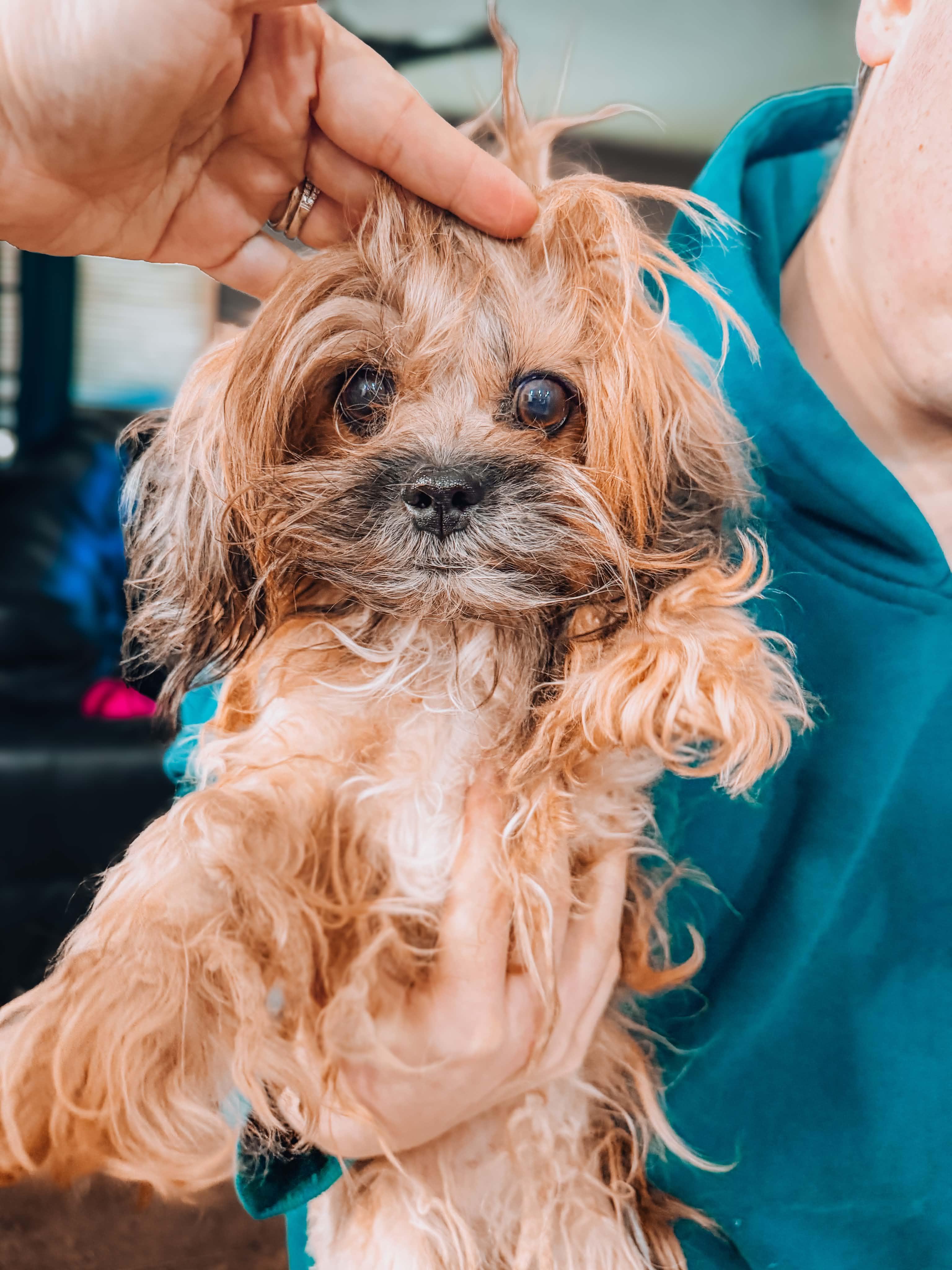 Maisie, ADOPTABLE, Young Female Yorkshire Terrier.