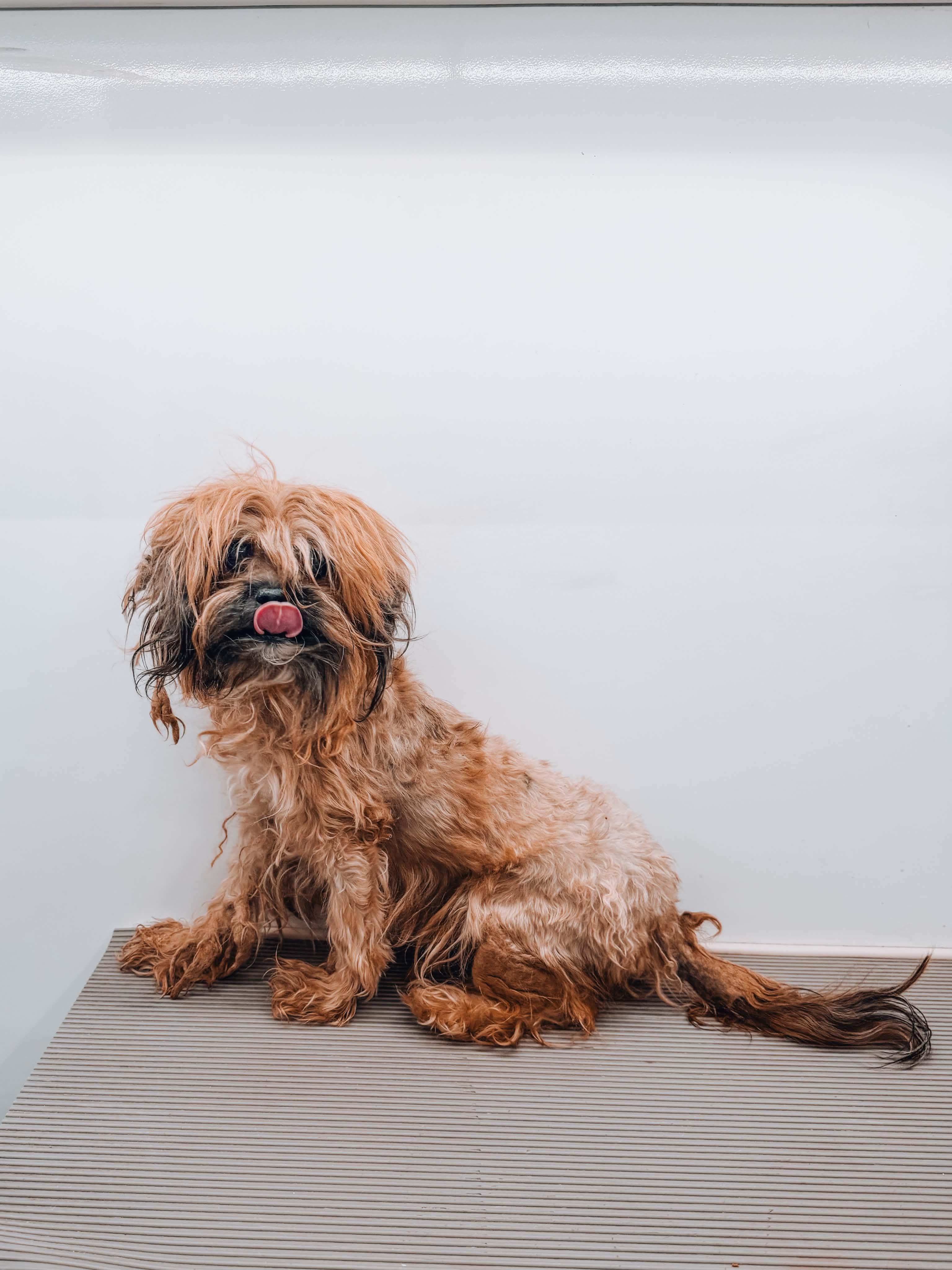 Maisie, a ADOPTABLE Yorkshire Terrier in Goodyear, AZ image 2/3