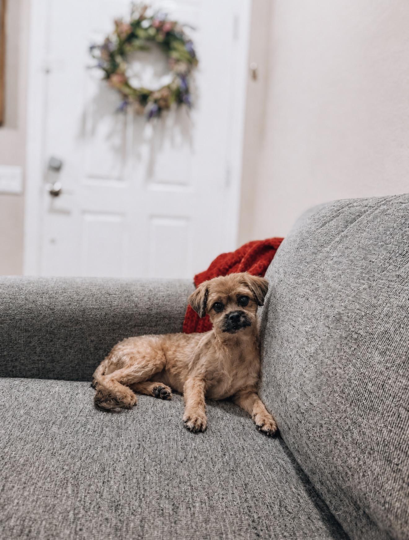 Maisie, a ADOPTABLE Yorkshire Terrier in Goodyear, AZ image 3/3