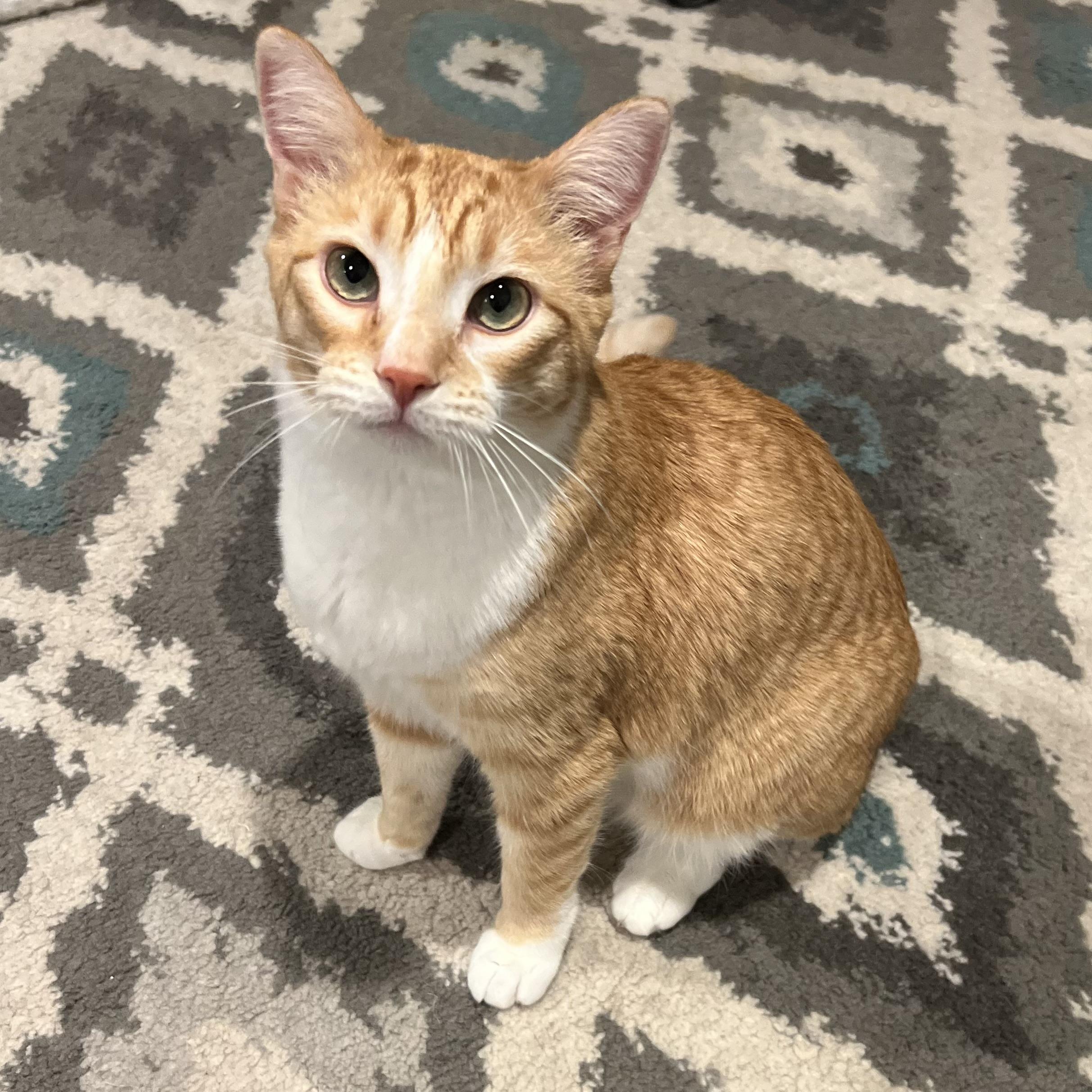 Enlarge Cube, a Adoptable Domestic Short Hair in Sun Prairie , WI image 2/6