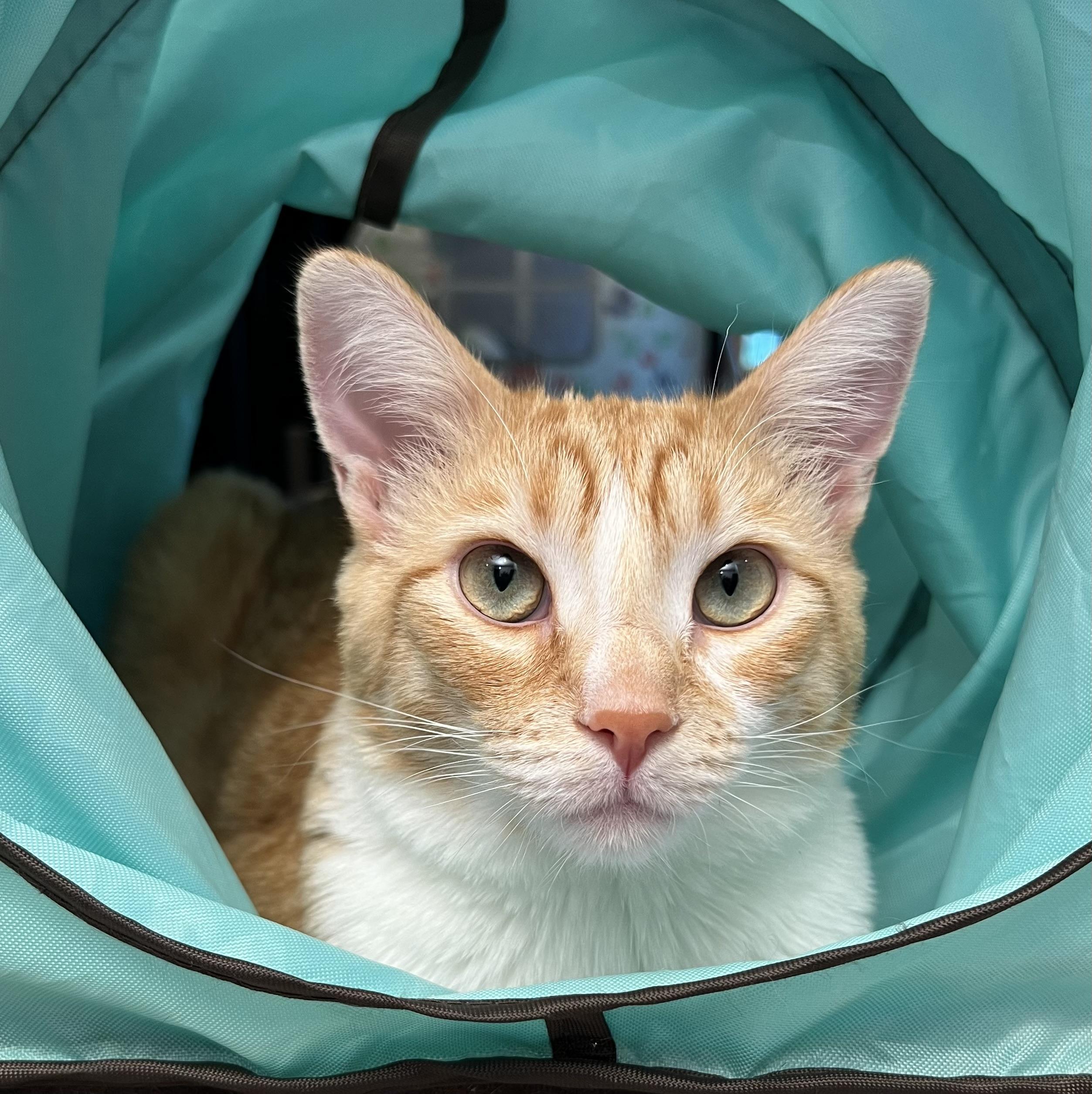 Enlarge Cube, a Adoptable Domestic Short Hair in Sun Prairie , WI image 3/6