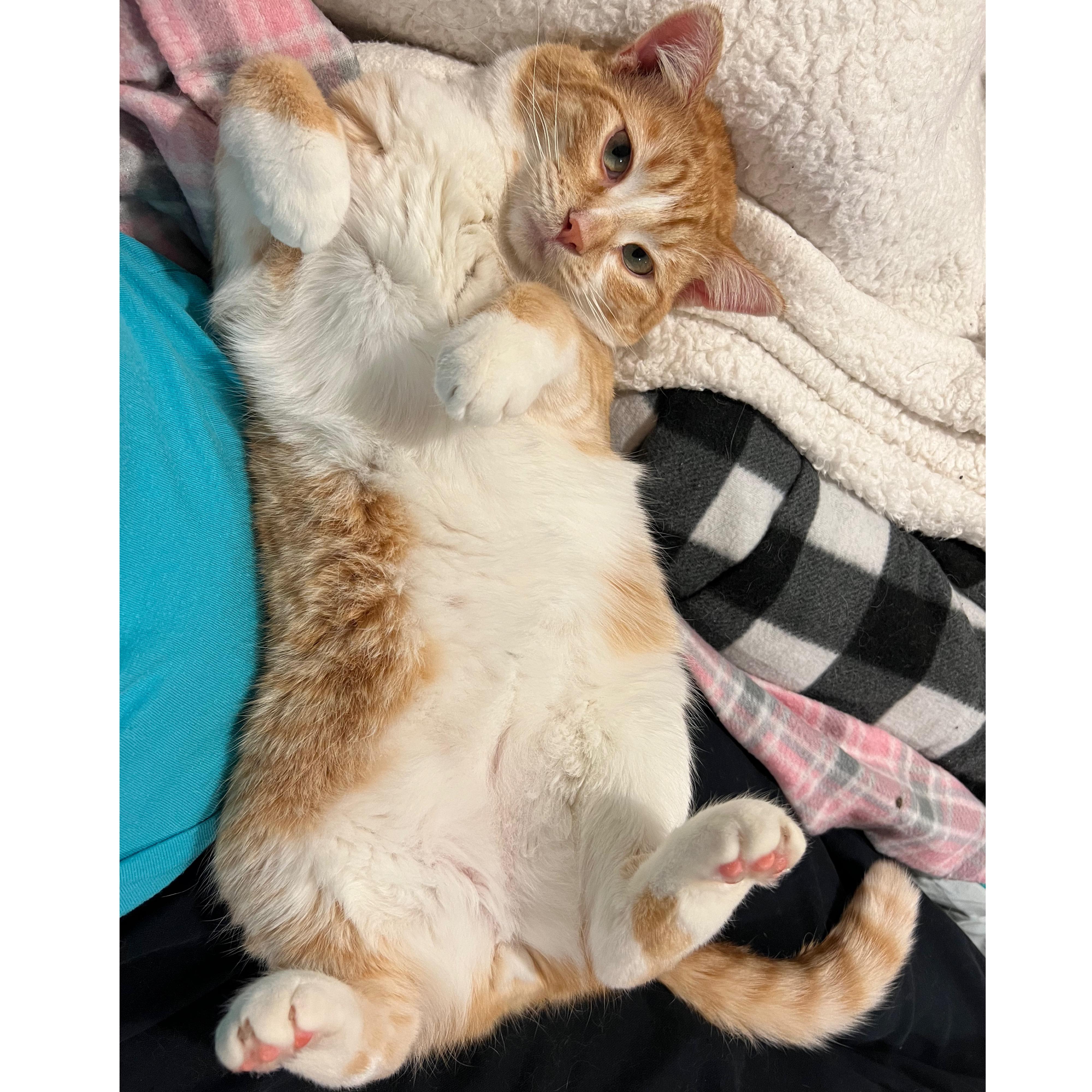 Enlarge Cube, a Adoptable Domestic Short Hair in Sun Prairie , WI image 4/6