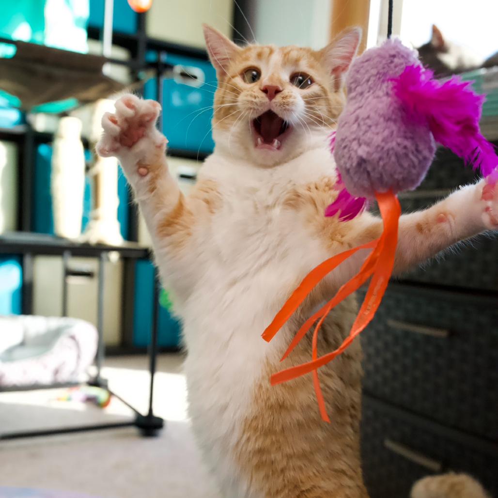 Cube, Adoptable, Young Male Domestic Short Hair.