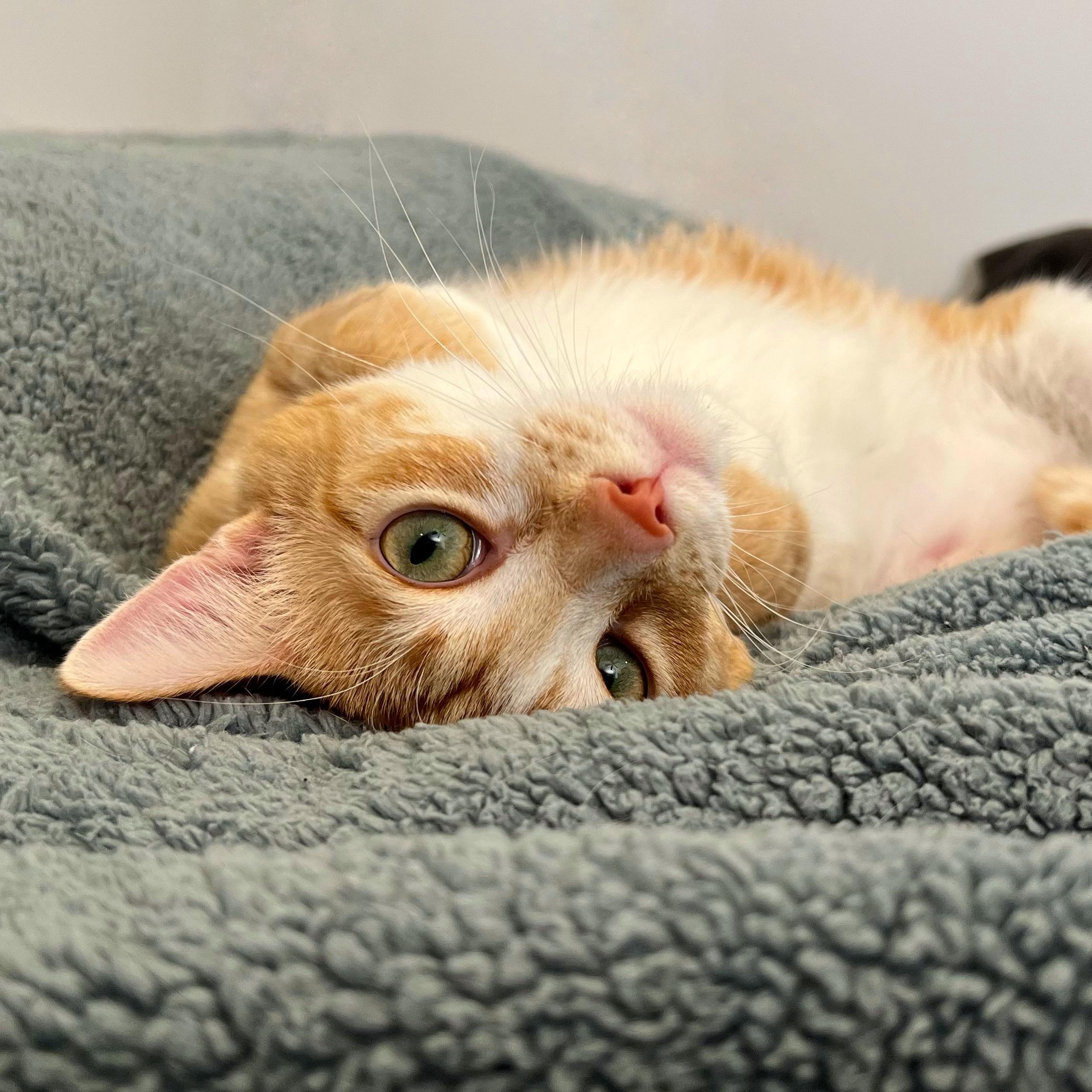 Enlarge Cube, a Adoptable Domestic Short Hair in Sun Prairie , WI image 5/6