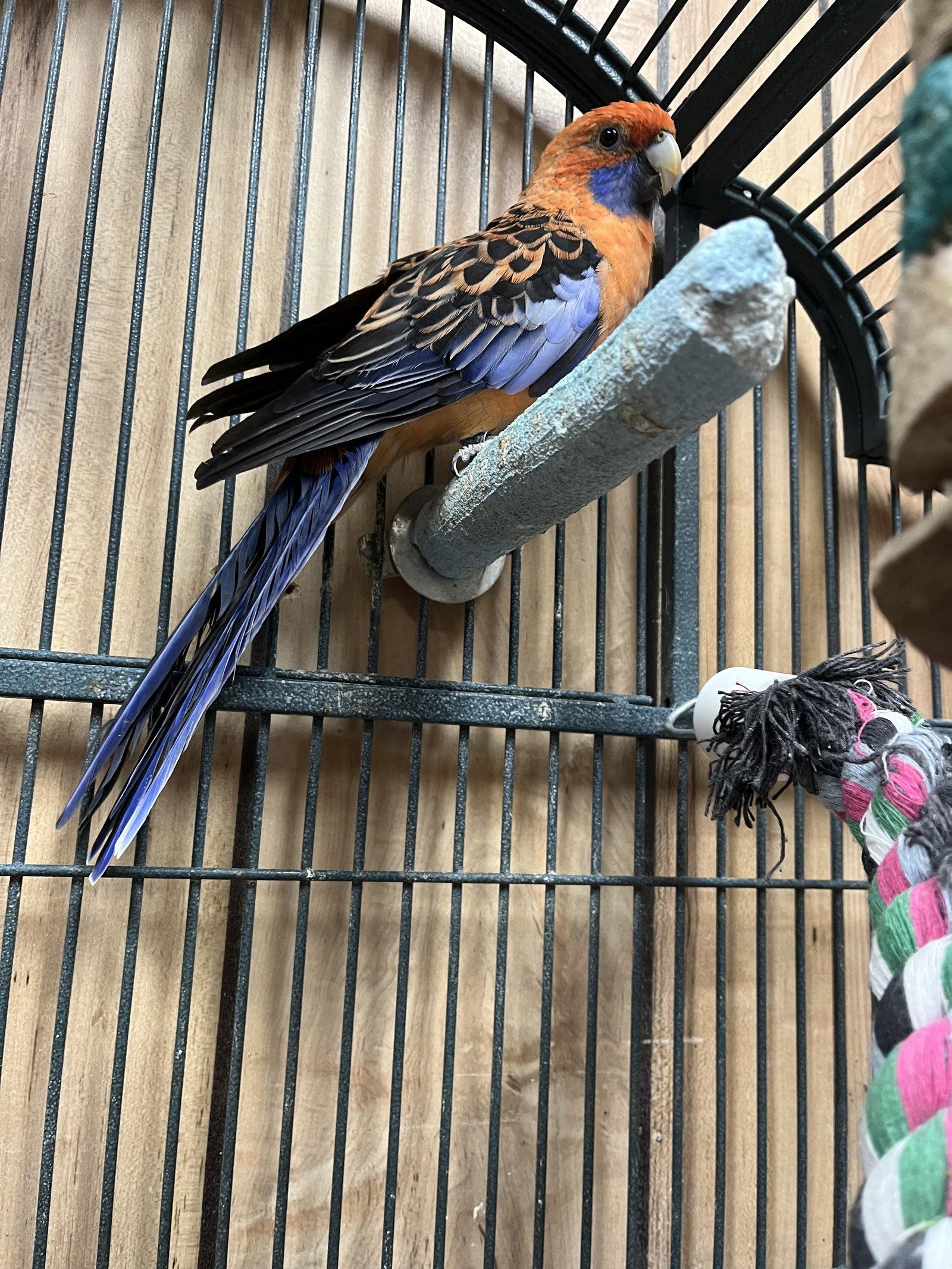 Burger, Adoptable, Young Male Rosella.