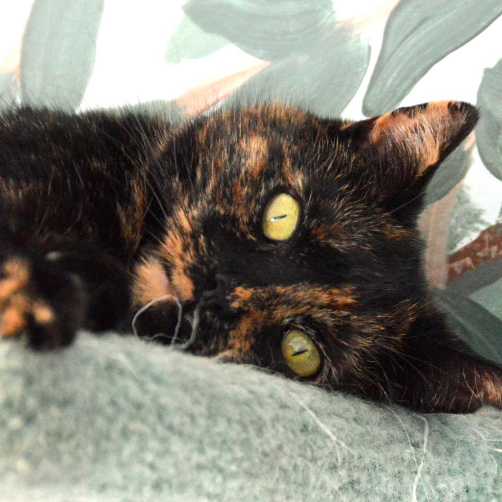 Harvest, Adoptable, Senior Female Domestic Short Hair.